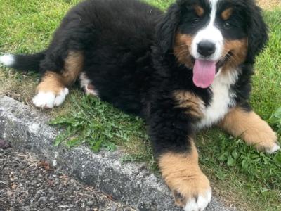 IKC Registered Bernese Mountain Dog puppies in Kilkenny
