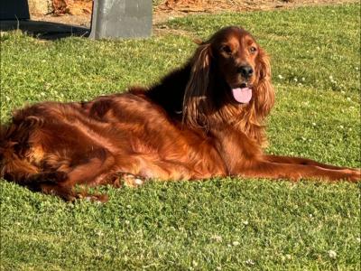 ☘️IRISH SETTER PUPPIES☘️ONLY 2 LEFT.