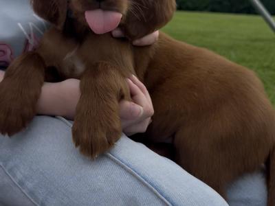 ☘️IRISH SETTER PUPPIES☘️ONLY 2 LEFT.