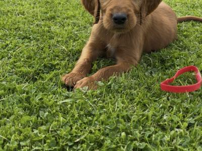 ☘️IRISH SETTER PUPPIES☘️ONLY 2 LEFT.