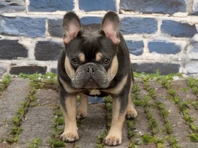 Short-built, Tanky Frenchie in Waterford💎🔥