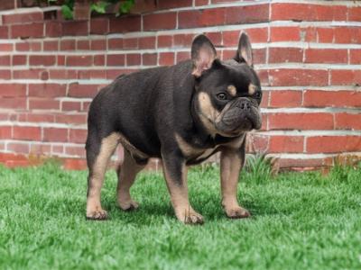Short-built, Tanky Frenchie in Waterford💎🔥