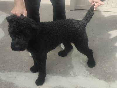 Male IKC registered Kerry Blue Terrier puppy 17 months old  in Cork