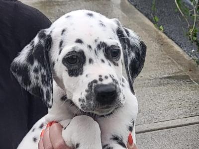 Dalmatian puppies for sale in Longford