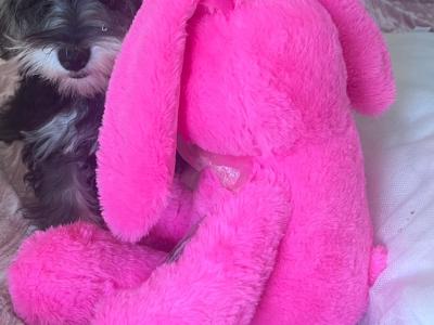 Female miniature Schooodle puppy left in Wexford