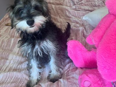 Female miniature Schooodle puppy left in Wexford