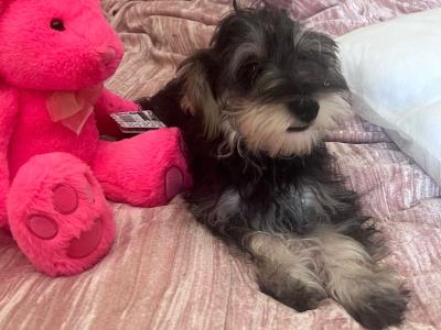 Female miniature Schooodle puppy left in Wexford