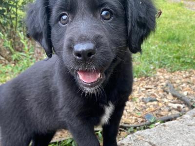 Labrador Collie puppies