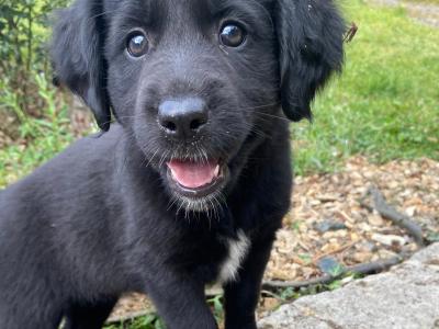 Labrador Collie puppies SOLD none available