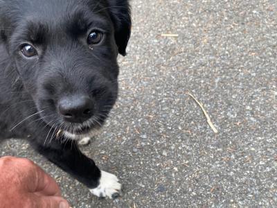 Labrador Collie puppies