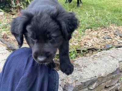 Labrador Collie puppies