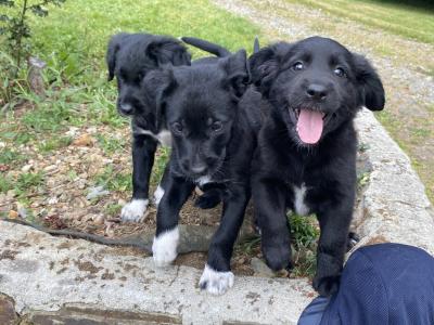 Labrador Collie puppies