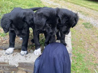 Labrador Collie puppies