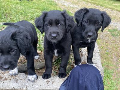 Labrador Collie puppies