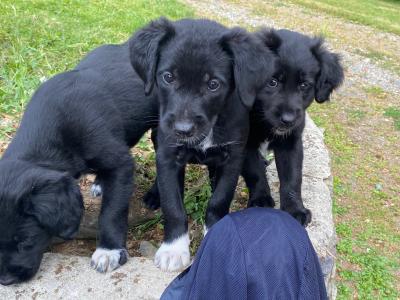 Labrador Collie puppies