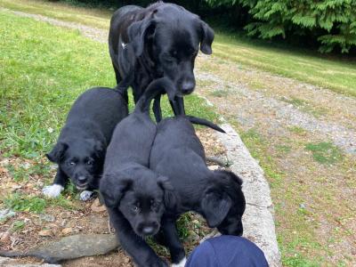 Labrador Collie puppies