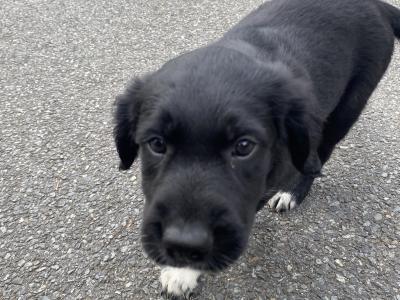 Labrador Collie puppies