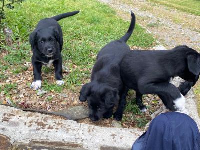 Labrador Collie puppies
