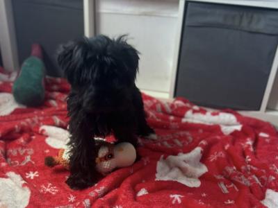 Miniature Schnauzer puppies Call 0852803068