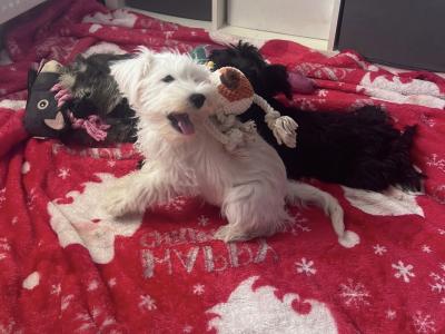 Miniature Schnauzer puppies Call 0852803068