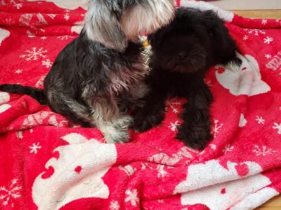Miniature Schnauzer puppies Call 0852803068