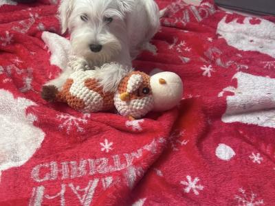 Miniature Schnauzer puppies Call 0852803068