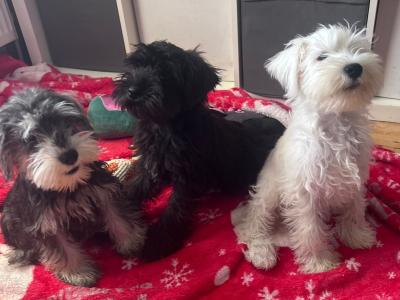 Miniature Schnauzer puppies Call 0852803068