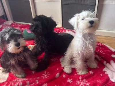 Miniature Schnauzer puppies Call 0852803068