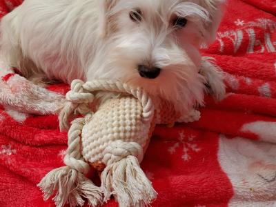 Miniature Schnauzer puppies Call 0852803068