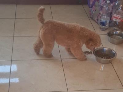 Toy Poodle IKC reg at stud
