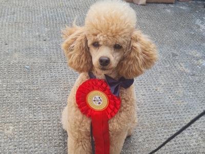Toy Poodle IKC reg at stud