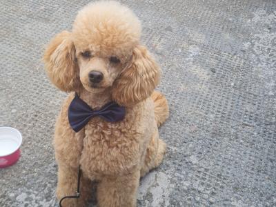 Toy Poodle IKC reg at stud