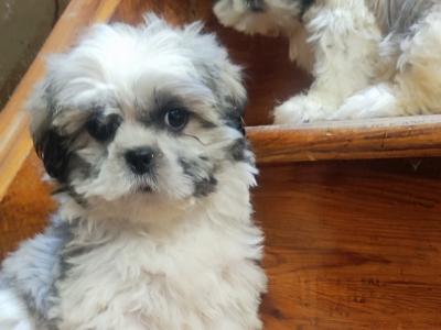 Maltese x Shih Tzu puppies in Cork