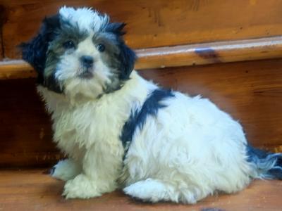 Maltese x Shih Tzu puppies in Cork