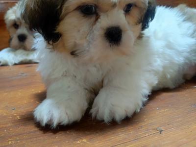 Maltese x Shih Tzu puppies in Cork