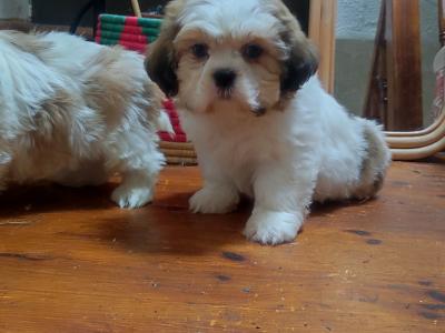 Maltese x Shih Tzu puppies in Cork