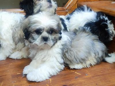 Maltese x Shih Tzu puppies in Cork