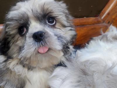 Maltese x Shih Tzu puppies in Cork