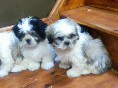 Maltese x Shih Tzu puppies in Cork