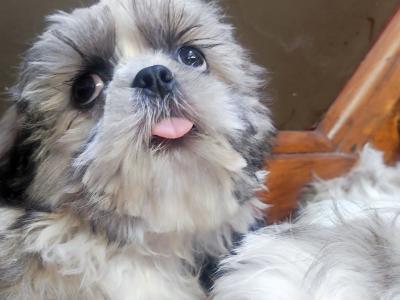 Maltese x Shih Tzu puppies in Cork