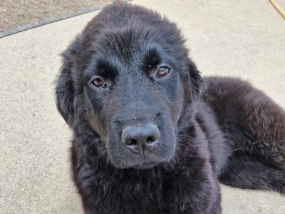 IKC Registered female Newfoundland puppy, last one for sale in Carlow