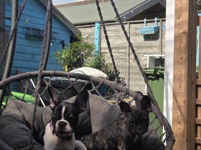 Beautiful male French Bulldog puppy 4 months old in Waterford