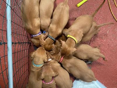 Adorable Hungarian Vizsla puppies in Cork. Ready for Forever homes at 12 weeks