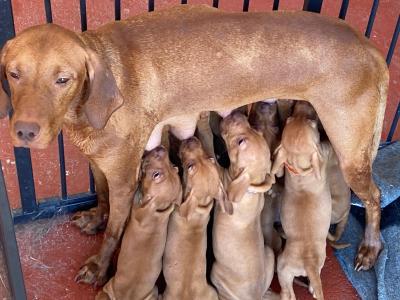 Adorable Hungarian Vizsla puppies in Cork. Ready for Forever homes at 12 weeks