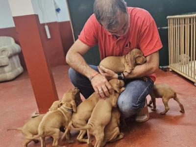 Adorable Hungarian Vizsla puppies in Cork. Ready for Forever homes at 12 weeks