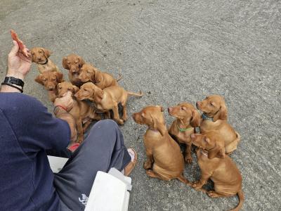 Adorable Hungarian Vizsla puppies in Cork. Ready for Forever homes at 12 weeks