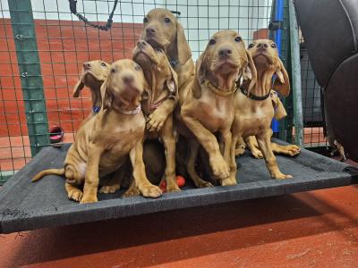 Adorable Hungarian Vizsla puppies in Cork. Ready for Forever homes at 12 weeks