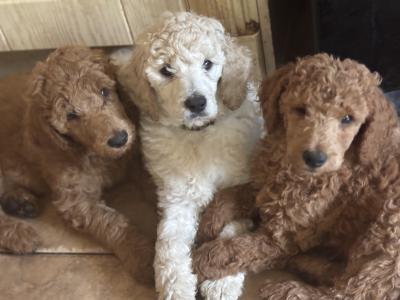 Standard  Poodles  Pups IKC  (pending Champ lines ready!