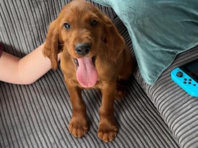 ☘️IRISH SETTER PUPPIES☘️ONLY 2 LEFT.