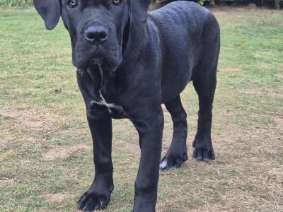 Purebred IKC Registered Cane Corso puppies in Wexford- Only ONE left